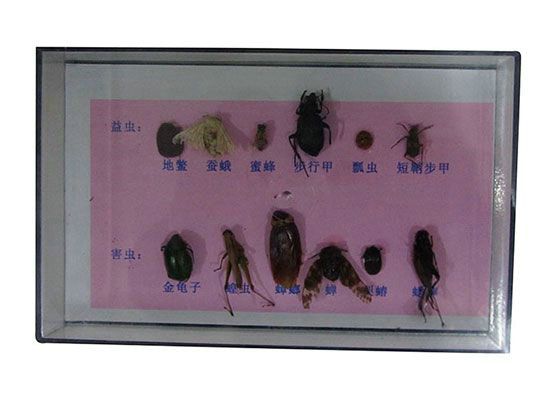 昆虫标本.jpg