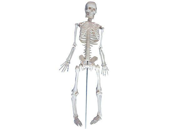 儿童骨骼模型.jpg