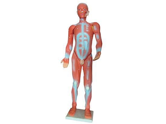 人体肌肉模型.jpg